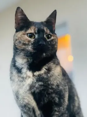 Tartougia, geb. ca. 04 2022, lebt in GRIECHENLAND, auf einer privaten Pflegestelle  Bild 6