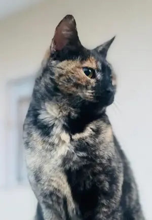 Tartougia, geb. ca. 04 2022, lebt in GRIECHENLAND, auf einer privaten Pflegestelle  Bild 5