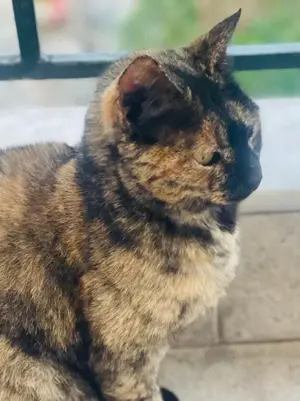 Tartougia, geb. ca. 04 2022, lebt in GRIECHENLAND, auf einer privaten Pflegestelle  Bild 7