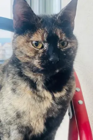 Tartougia, geb. ca. 04 2022, lebt in GRIECHENLAND, auf einer privaten Pflegestelle  Bild 8