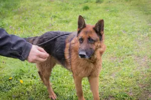 *SANCHO* Der Rüde sucht eine Familie, die ihn führen und lenken kann