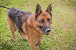 *SANCHO* Der Rüde sucht eine Familie, die ihn führen und lenken kann