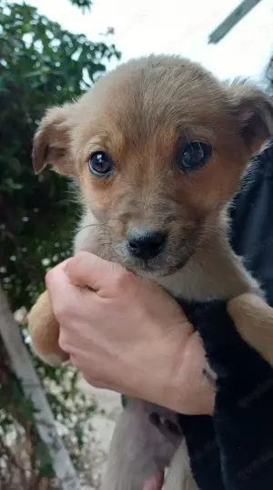 Tay kann sofot ausreisen. Wer adoptiert ihn? Bild 3