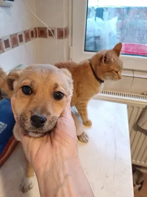 Tay kann sofot ausreisen. Wer adoptiert ihn? Bild 4