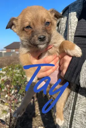 Tay kann sofot ausreisen. Wer adoptiert ihn? Bild 2