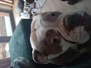 Old English Bulldog 