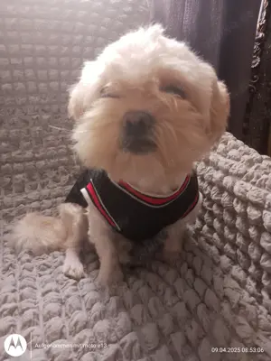 Klein Hund zu verkaufen 