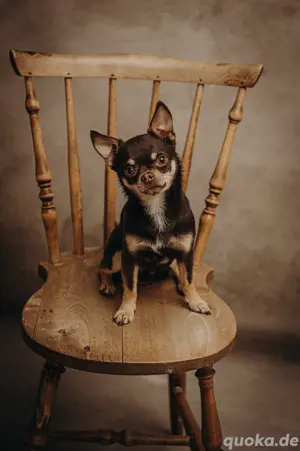 Deckrüde Chihuahua. Kein Verkauf! 