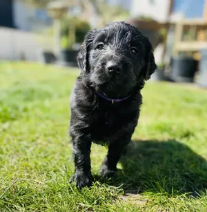 Golden Retriever x Flat Coated Retriever 