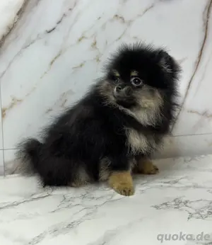 Pomeranian rüde Black and tan zum Verkaufen
