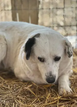 Perdita ist eine bildhübsche Hündin