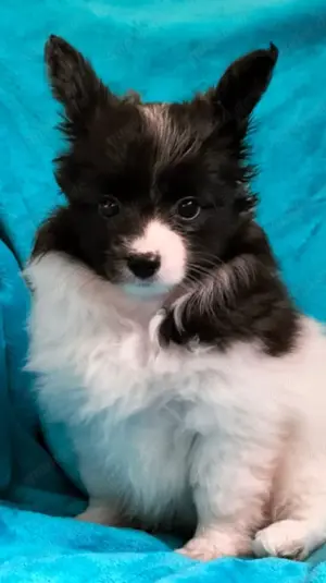 Papillonwelpe Rüde Ebony