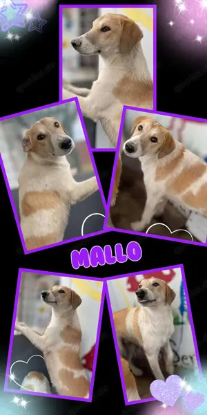 sehr menschenbezogener und lieber Rüde "Mallo" sucht ein schönes Zuhause 