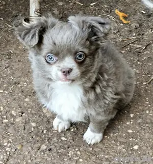 Tolle Chihuahua 