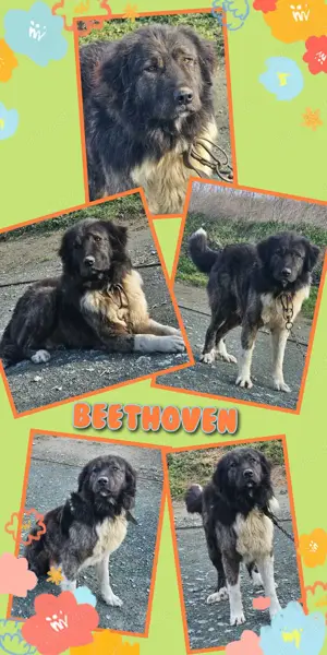 XXL Schmuser Rüde "Beethoven" sucht dringend ein liebevolles Zuhause 