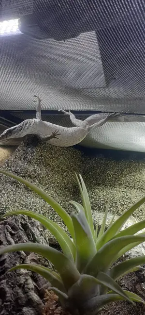 Varanus gillini 