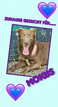offener,menschenbezogener, mit Artgenossen super verträgl. Hundejunge "Mokus" sucht ein Zuhause