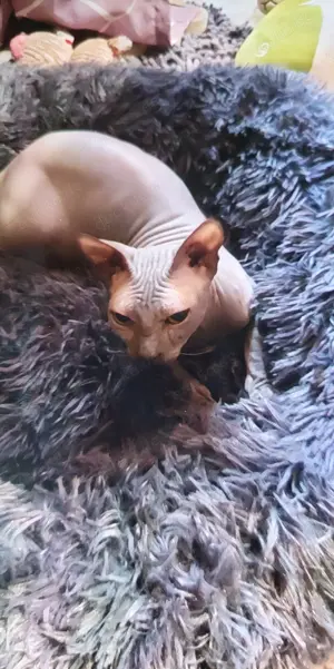 Don sphynx deckkater 
