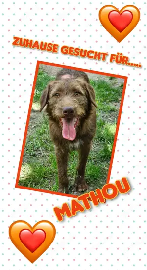 offener,menschenbezogener, mit Artgenossen super verträgl. Hundejunge "Mathou" sucht ein Zuhause 