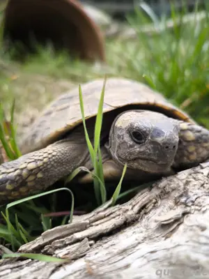 Aufnahme Griechische Landschildkröten 