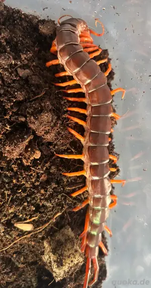 Scolopendra Subspinipes