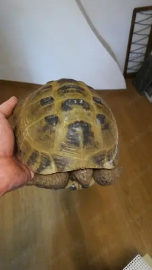Biete adulte weibliche Steppenschildkröte zur Einzelhaltung Bild 2