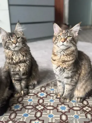 Reinrassige Maine Coon Kitten