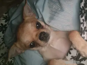 Hund  Sucht neue Zuhause 