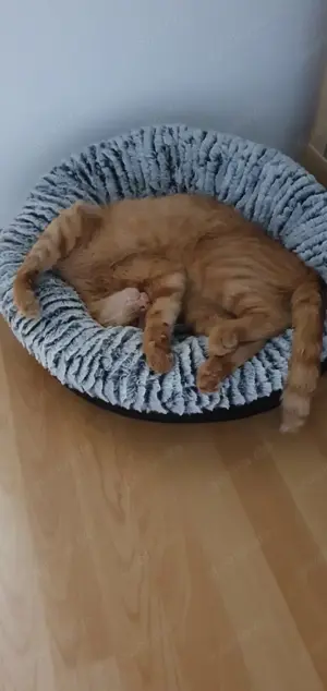 Suche weibliches Katzenbaby weil ein Kater schon da ist