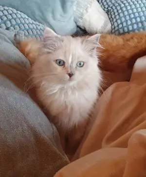 Ragdollkitten mit Stammbaum 