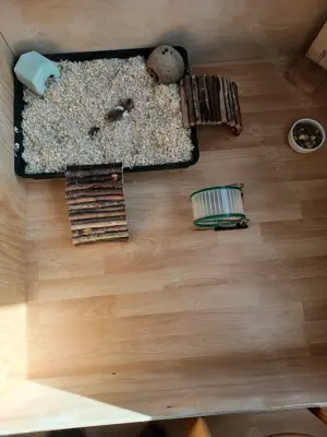 Goldhamster Babys Bild 8