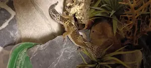 Leopardgecko Black Night Cross Weibchen 