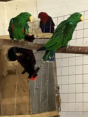 Neuguinea Edelpapagei männ.und weibl. 