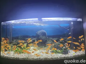 Goldfische 