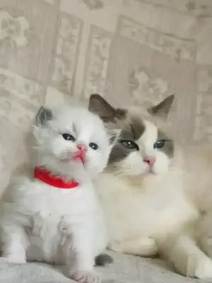 Ragdoll Kitten mit WCF Stammbaum aus Champion Verpaarung Bild 8