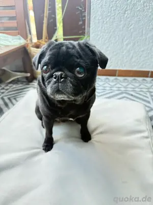 Mops Emma 6 Jahre 