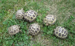 Vierzehenschildkröten, Steppenschildkröten NZ 2023 und 2024