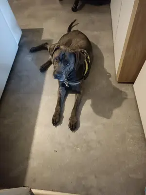 Presa Canario Hündin 3 Jahre alt