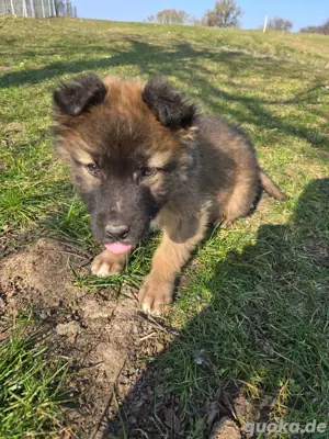 Akita Schäferhund Mix Welpen suchen neues Zuhause 