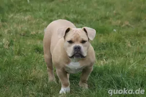 American Bully Pocket Bully