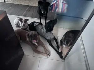 liebenswerte Edda sucht ihr für immer zuhause  Bild 3