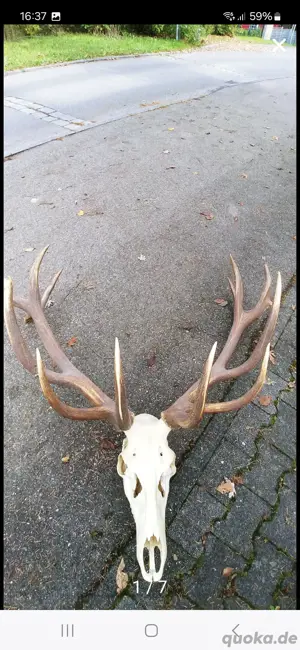 Kapitales Hirschgeweih, 18 Ender ca 10 kgTrophäe Gehörn Rothirsch   Goldmedaille