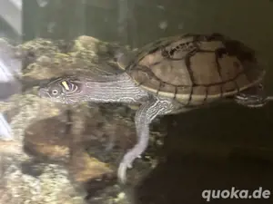 Wasserschildkröte