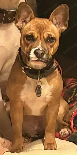 Französisch Bulldogge Mix Hündin