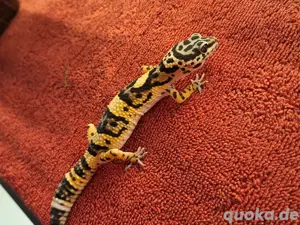 0.1 Leopardgecko Weibchen 