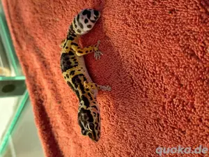 0.1 Leopardgecko Weibchen 