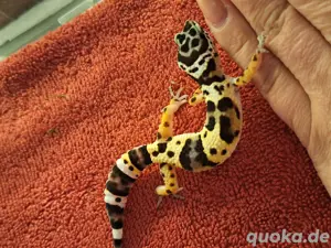 0.1 Leopardgecko Weibchen 