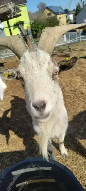 Ziegenbock 