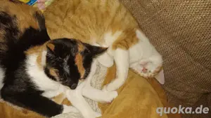Katzen abzugeben