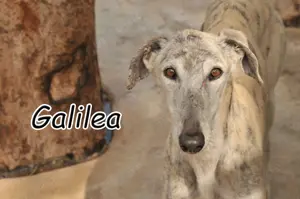 Haben Sie ein Herz für Galilea und schenken ihr ein Leben?